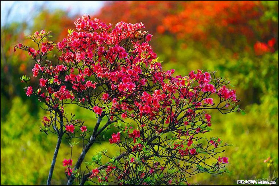 【春天,广西桂林灌阳县向您发出邀请!】春木界上映山红 - 游山玩水 - 日照生活社区 - 日照28生活网 rizhao.28life.com