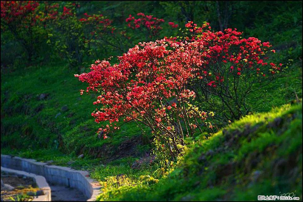 【春天,广西桂林灌阳县向您发出邀请!】春木界上映山红 - 游山玩水 - 日照生活社区 - 日照28生活网 rizhao.28life.com