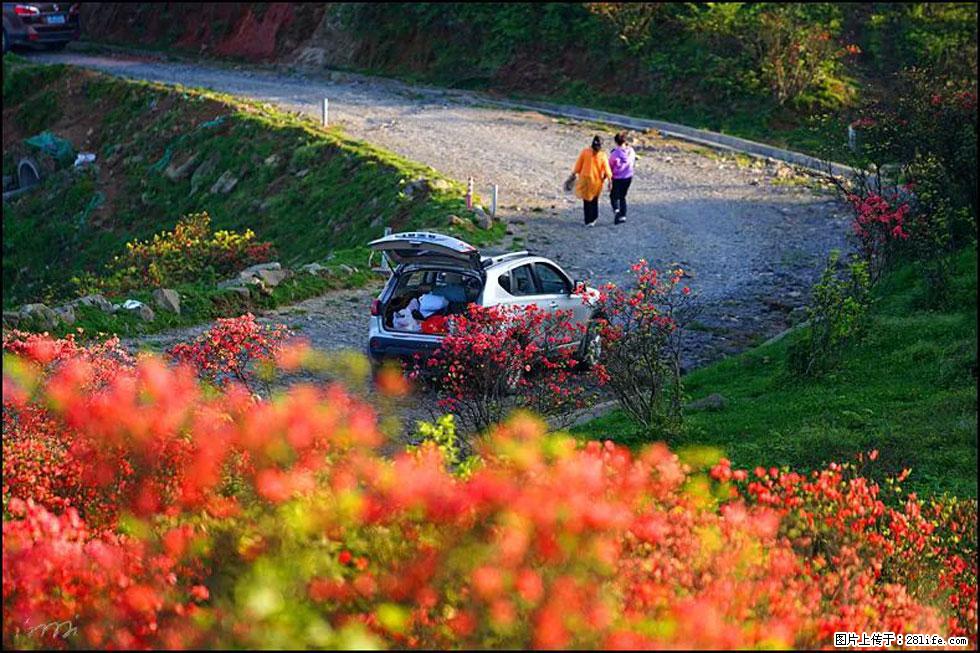 【春天,广西桂林灌阳县向您发出邀请!】春木界上映山红 - 游山玩水 - 日照生活社区 - 日照28生活网 rizhao.28life.com