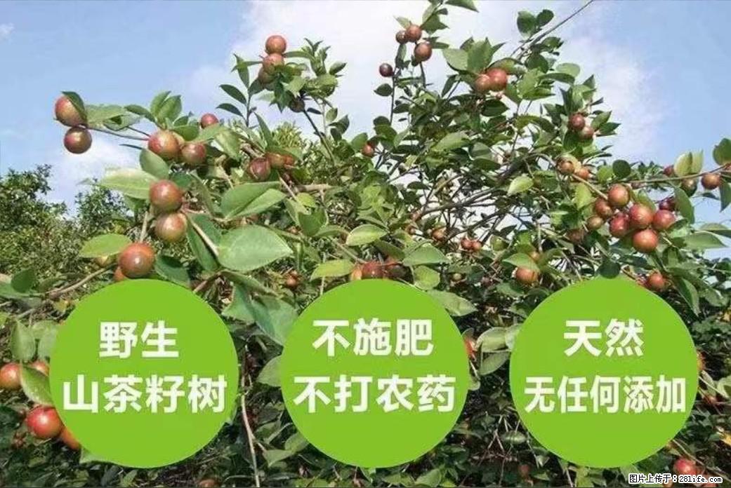 【灌阳县油茶产业示范区】一个有着充实的精神生活的人,对待身外之物自会有一种淡泊的态度 - 土特产 - 饮食特产 - 日照分类信息 - 日照28生活网 rizhao.28life.com