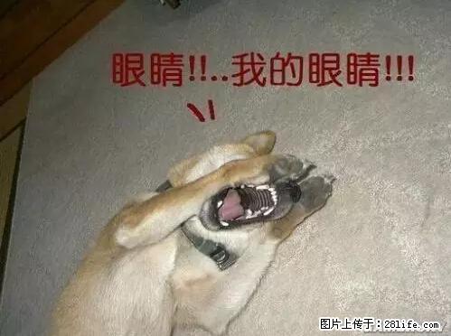 笑癫了!一女的怀孕三年未生,他终于忍不住了... - 娱乐八卦 - 日照生活社区 - 日照28生活网 rizhao.28life.com