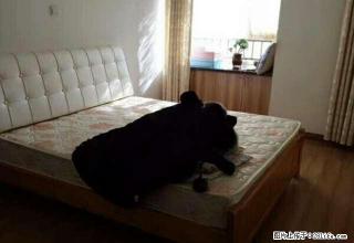 水晶城豪华装修套三带家具家电拎包入住 - 日照28生活网 rizhao.28life.com