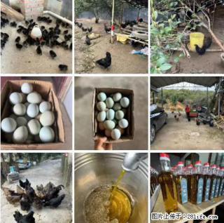 油茶园从小鸡仔开始养起的纯土鸡、土鸡蛋可以预定啦!还有前几天刚榨的纯山茶油哦 - 日照28生活网 rizhao.28life.com