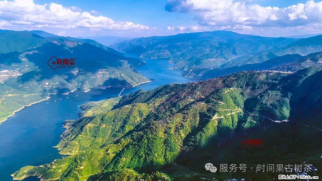 时间果百年古树龙珠普洱生茶 - 购物交流 - 日照生活社区 - 日照28生活网 rizhao.28life.com