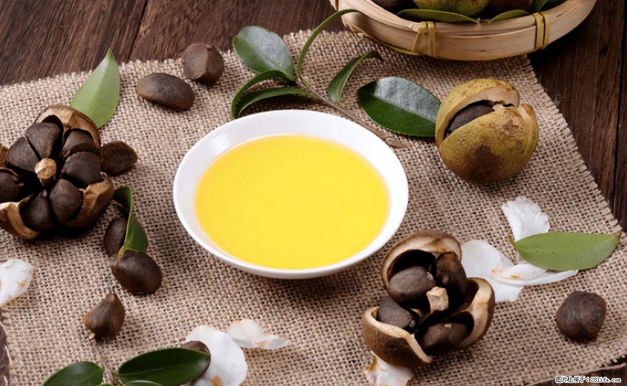 揭秘茶油的5大核心营养成分！被称为人体健康的“守护盾”！ - 日照生活资讯 - 日照28生活网 rizhao.28life.com