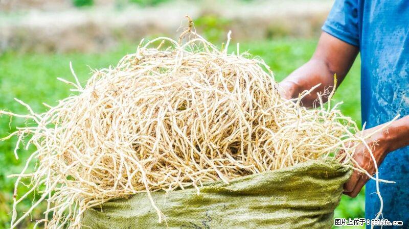 堪称“最难吃”的蔬菜,却是 “抗辐射神器”,还能护肺、清热、止咳化痰! - 日照生活资讯 - 日照28生活网 rizhao.28life.com