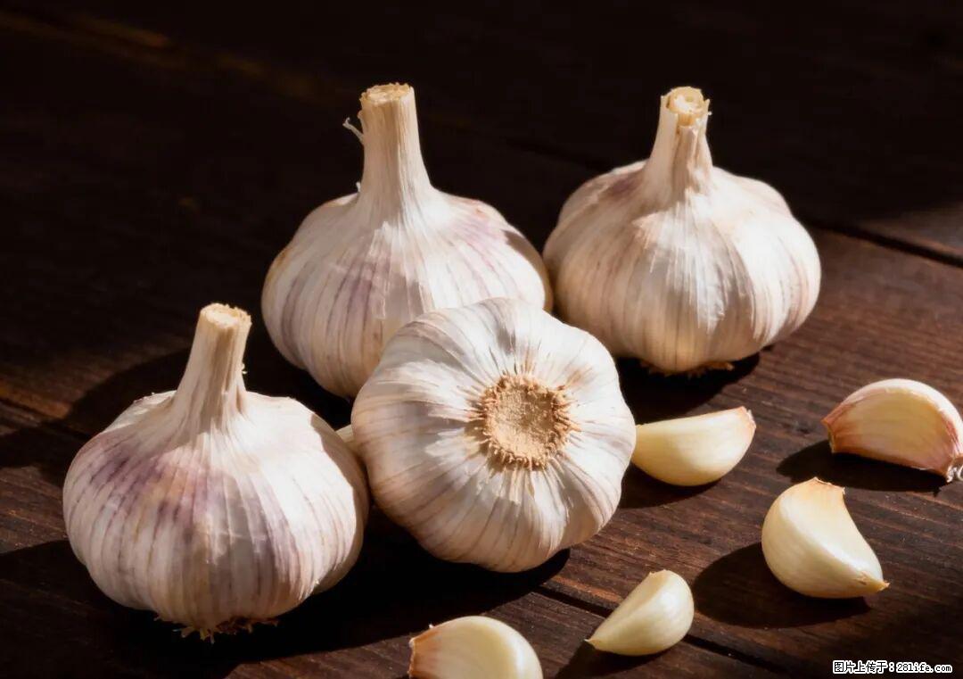 关于大蒜，除了“天然抗生素”，这4个谣言更该警惕! - 日照生活资讯 - 日照28生活网 rizhao.28life.com