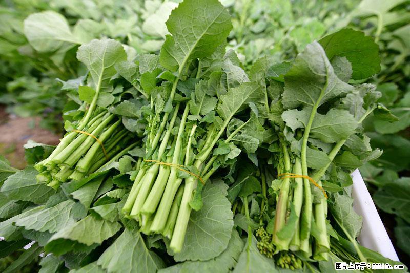 这些蔬菜是“天然钙片”，这6种被医生重点推荐 - 日照生活资讯 - 日照28生活网 rizhao.28life.com